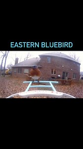 Love feeding birds in the winter | Joan Wise Bryden