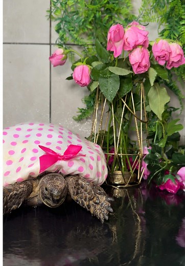 Tortoise Care Tips: Benefits of a Tortoise Bath