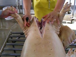 Postmortem Inspection of swine
