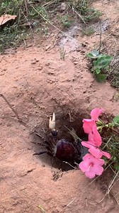 277K views · 1.9K reactions | Survival Skills: SMART tips and USEFUL idea with CRAB in hole呂#bushcraft #useful #survival #Outdoors | KLBRO Biju Rithvik | Facebook