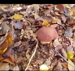 171K views · 3.5K reactions | Funghi porcini | Funghi Porcini | Facebook