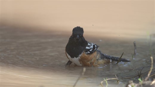 2.8K views · 141 reactions | Spotted Towhee | Wildlife throughhopeseyes. | Facebook
