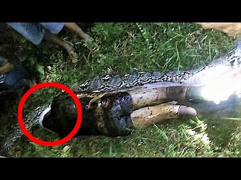 Giant Snake Eats Man Alive