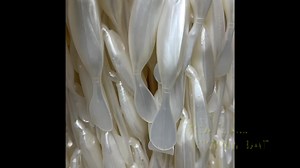 25 reactions | DOA C.A.L. 5”swim bait Great bait for freshwater and saltwater species. DOALures.com | DOA Lures | Facebook