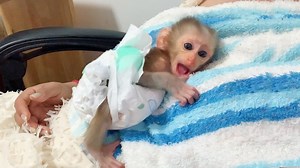 21K views · 856 reactions | So Sweet Mom Comfort Tiny Baby Newborn Lion Sleep On Mom | Baby Lion | Facebook