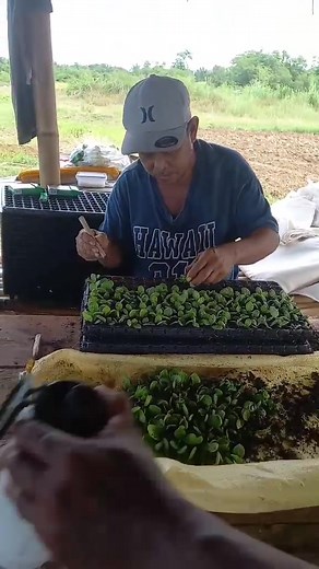 Nakipagsungkit nak met kafarmer.. #tobaccofarmer #TobaccoFarming | Robert Luis