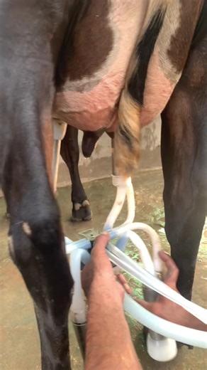 barkatdairyfarm on TikTok