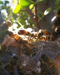 17 reactions | QUICK QUIZZ Look at that bee Fanning so hard nasanov...