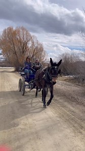 77K views · 2.2K reactions | What do you get when you mix together four badass women, a Longhorn steer, a very good mule, and a carriage? You get an epic adventure of course! Happy Easter! | West Elk Equine | Facebook