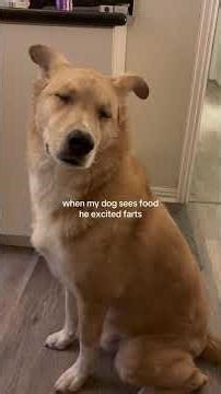 This Dog Farted and Blamed Everyone 😂🐶 (Funniest Reaction Ever!)