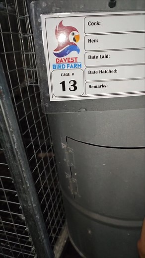 Non-stop Breeding at Davest Bird Farm Crimson Bellied Conure 1st Egg | Davest Bird Farm