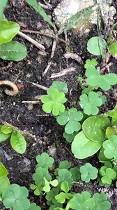 972 reactions · 34 shares | ~ Four-leaf clover among clovers ☘️ Wishing you love, great luck, peace, & positivity! ✨  ~ #fourleafclover #4leafclover #trefoil #trebol #plants #nature #goodluck #goodvibes #positivity #suerte #boasorte #buonafortuna #mindsetmatters #believeinyourself #beyourself #dontcopyothers #onelove #peace | Ema Arius | Facebook