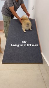 3 comments | Moving in to BFF Room… and never looking back  Some small dogs just enjoy having company most of the time. So, we built them their own colorful, friend-filled paradise, because at Jebel K9 5 star pet resort, we take “best friends forever” very seriously.  Book your dog’s next boarding in place where every need is taken care of. Call: +968 79000042 | Canadian Jebel K9 Training Center & 5 Star Pet Resort Hotel | Facebook