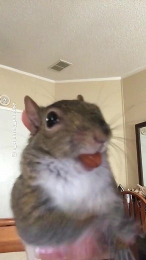 Pipthebabysquirrel on TikTok