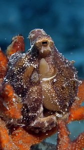 9.9K views · 191 reactions | Mototi Octopus  A close cousin to the blue-ringed species. Its potent toxins are so powerful that they could potentially take down 26 adult humans.   IG @bottomtimemedia #ScubaDivingMag #PADI #ScubaDiving #Octopus #MarineLife | Scuba Diving Magazine | Facebook