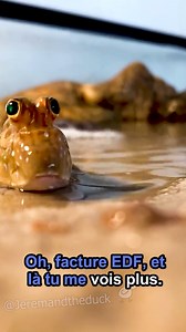 276K views · 6.4K reactions | C'est quoi un salaire déjà? | Jeremandtheduck | Facebook