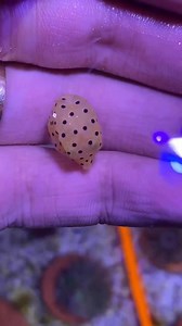😍🟡 Yellow Boxfish 🟡😍 📸bluereefbh | AKVARYUM Bilgi Paylasim