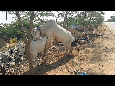 Excellent Strong Bull Mating with Cow | Bull crossing Cow