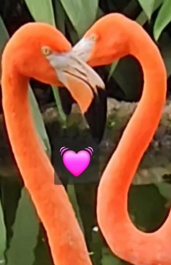 #flamenco #flamingo #flamengo #puertorico #nature #naturaleza #birds