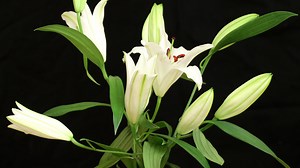Download 4K time lapse shot of white lily flower blooming for free