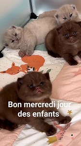 179 reactions · 31 shares | Lolcat on Reels | Facebook