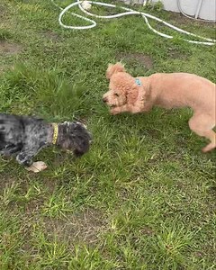 Maeve, Sophie, Reese, Loki | Premier K-9