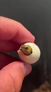 603K views · 48K reactions | No captions on this one, turn the sound up!   | Garden State Tortoise | Facebook