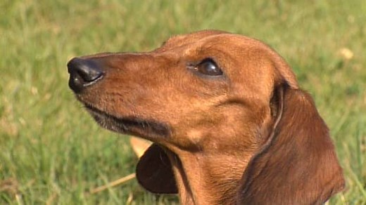 Dogs need home