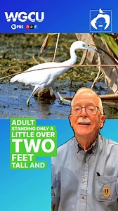 1.4K views | Little Blue Herons are medium-sized herons with unique...