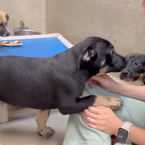 Please enjoy 47 seconds of Gio, Opie, and Bacon being absolutely adorable (and adoptable)! Visit these puppies at the shelter today until 7pm! | Animal Welfare League of Arlington