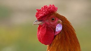 Portrait Beautiful Rooster Stock Footage Video (100% Royalty-free) 1025725370 | Shutterstock