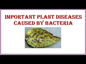 Important Plant Diseases caused by Bacteria