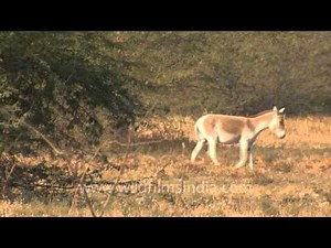 The wild Asses' friends!