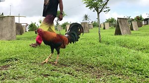 Straight comb sweater | LIBRA Gamefarm Official