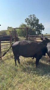 It’s #angus #cattle sale week. Bringing our girls home to get them ready! #cowsofinstagram #cows #ranchlife #anguscattle #cow #ranching #ranch | Hot Mess Ranch