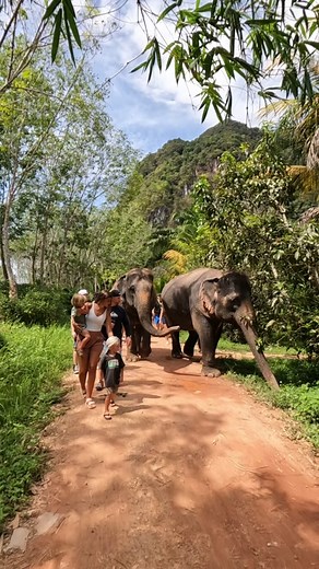 Hanging out with the elephants in Thailand was one of the coolest travel experiences we’ve ever had 🐘 We visted an ethical elephant sanctuary in Krabi whose focus is to rehabilitate abused elephants. We learned all about them, went on a nature walk, made them food, fed them, and gave them a mud bath! #krabi #krabithailand #thailand #thailandtravel #elephant #thailandelephants