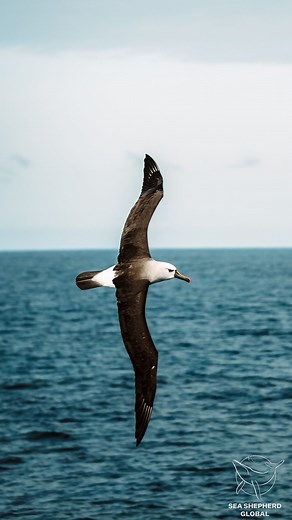 Sea Shepherd on Instagram: "Did you know that albatrosses spend most of their lives in flight❓They only land to breed and feed. Recently, our crew on the Allankay was lucky enough to encounter and observe these beautiful creatures on their way to Antarctica.⛴️ Sadly, Albatross populations have been declining since the 1970s, the primary threat being bycatch from long-line fishing and other illegal fishing in the Southern Ocean, however pollution and plastics are also taking a toll. We campaign a