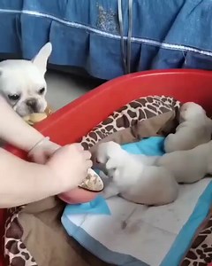 2.2M views · 10K reactions | She wants to raise duck baby with her...