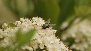 Common Green Bottle Fly Feeding Nectar On Viburnum Flower. - Selective Focus