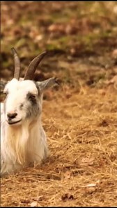 Caprinae Cabra Caprino 🐐 Caprinae Cabra Caprino 🐐🐐🐐 Caprinae Cabra Caprino #doyouknownature