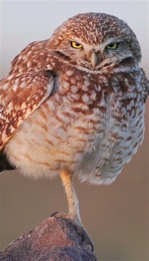 Owl wins this Nicki Minaj challenge