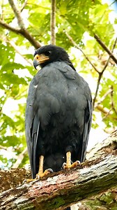 33 reactions | Meet the Majestic Common Black Hawk: Nature's Powerful...