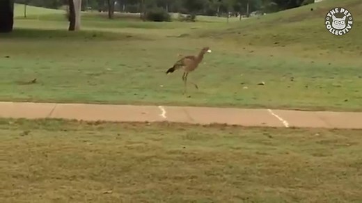 When you have a specific technique: | The Pet Collective