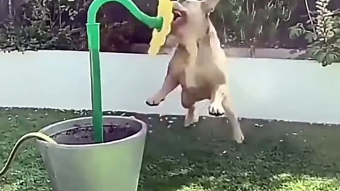 Crazy Daisy Sprinkler 360° Rotating Sun Flower Dancing Daisy Lawn Sprinkler for Yard Watering Dogs Kids Playing Red Yellow Garden Sprinklers, Fun Garden Irrigation (Red)