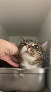 GIZMO AND ONYX UPDATE (1 of 2) Gizmo is still shy but is starting to be more settled in at the shelter. He’s not so shut down, just a bit timid. We’re glad the cats are starting to show their true purrsonalities! Gizmo and Onyx still don’t have an adoption application. They’re 7 and 8 years old and Gizmo eats urinary food. They’re definitely cuddlers waiting for a chance to shower their new humans with all their love. They’re size L cats so they’re great candidates for squishing, you know, when 