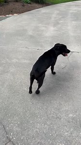 Star is available for adoption through us. She’s currently in foster care. Please contact 601-757-3211 to arrange an appointment to meet her. | Brookhaven Animal Rescue League