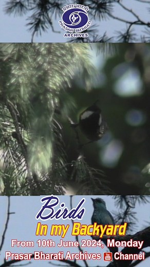 Himalayan Birds | Birds In My Backyards | Episode 1 | Trailer Prasar Bharati Archives presents a nature dwelling series Birds In My Backyards which showcases the diverse variety of birds species and their interaction with the natural habitat. #birds #woodpecker #tit #himalayas #backyard #nature #habitat #wildlife #wwf #fauna #shorts #reels | Prasar Bharati Archives