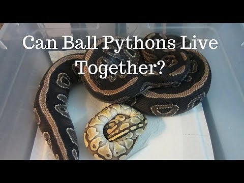 Can Ball Pythons Live Together In The Same Cage? - Benjamin's Exotics