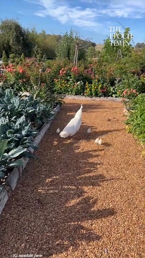 Mother peacock and her chicks walk around the garden 😊. Credit: rosedale_farm - www.instagram.com/rosedale_farm/ | Humanity Life