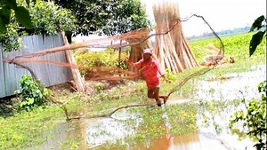 102K views · 805 reactions | Traditional Cast Net Fishing Video | Cast Net Fishing in Village with Beautiful Nature #cast_net #fishing_video #traditional_fishing | Daily Fishing Life | Facebook